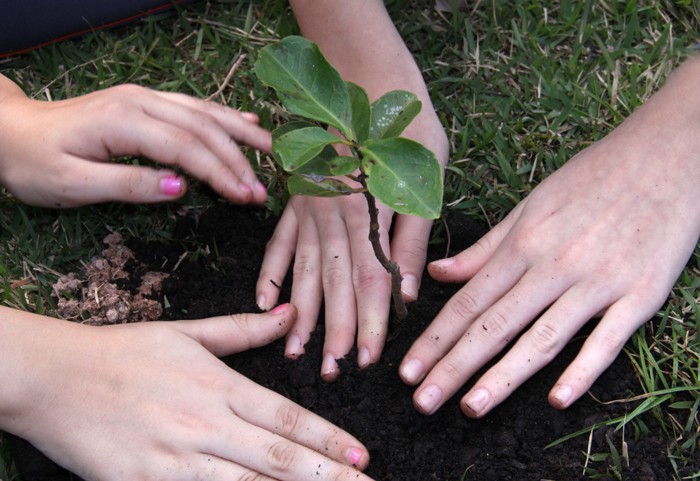 Plantas necessitam de cuidados especiais durante o verão